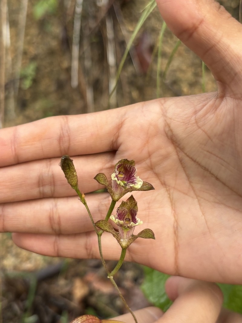Bletia ensifolia photo 8