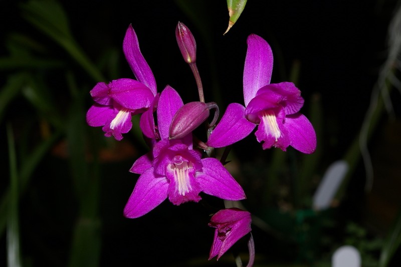 Slender Pinepink photo 2