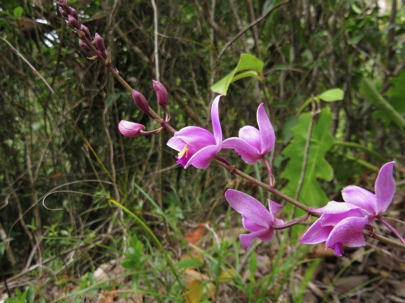 Slender Pinepink photo 3