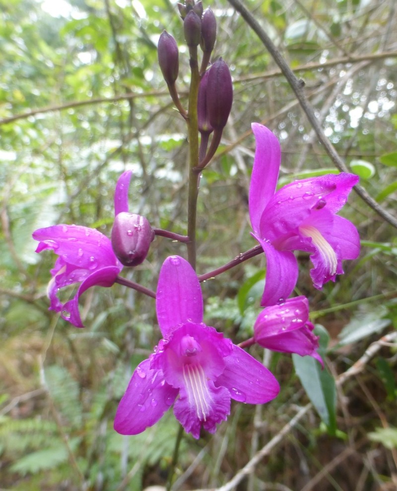 Slender Pinepink photo 5