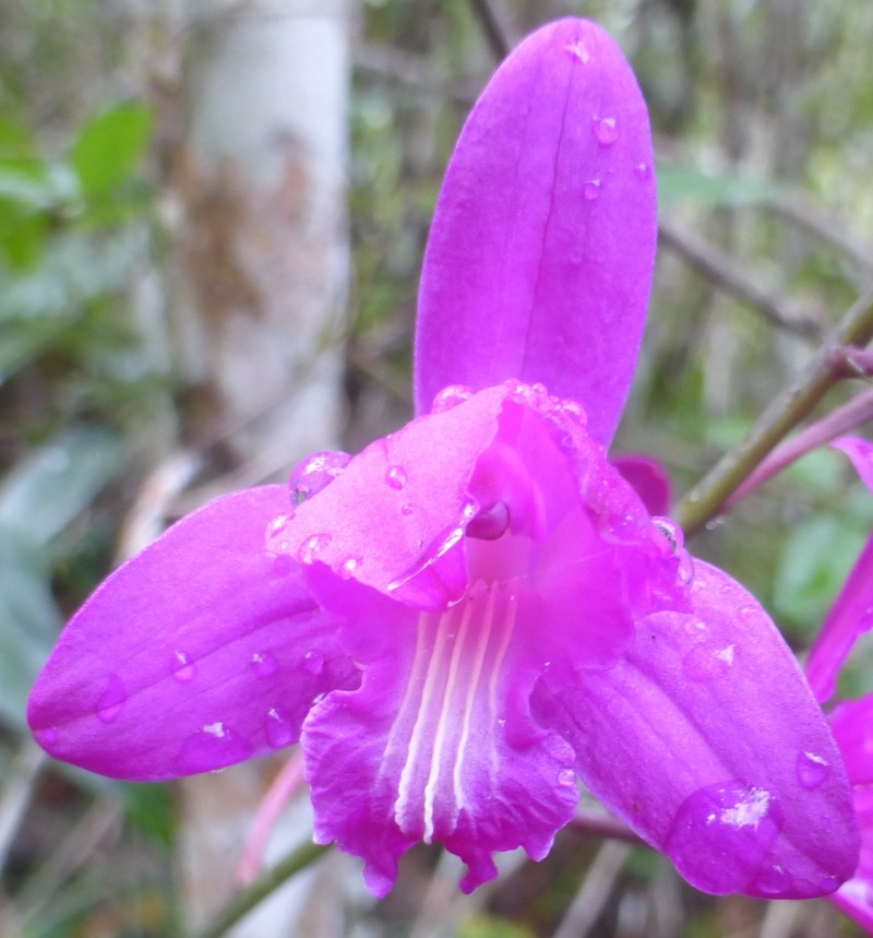 Slender Pinepink photo 6