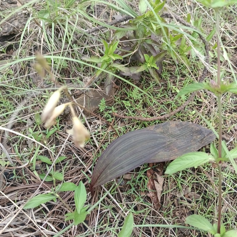 Bletia gracilis photo 2