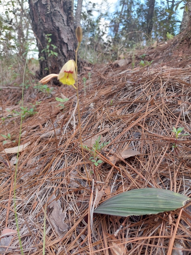 Bletia gracilis photo 3
