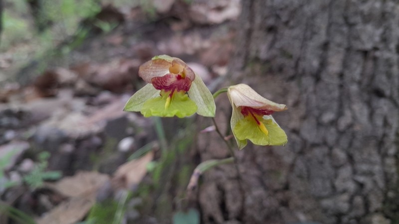 Bletia gracilis photo 4