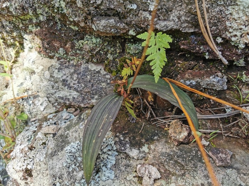 Bletia gracilis photo 5