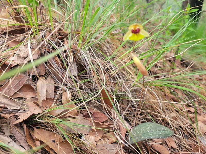 Bletia gracilis photo 6