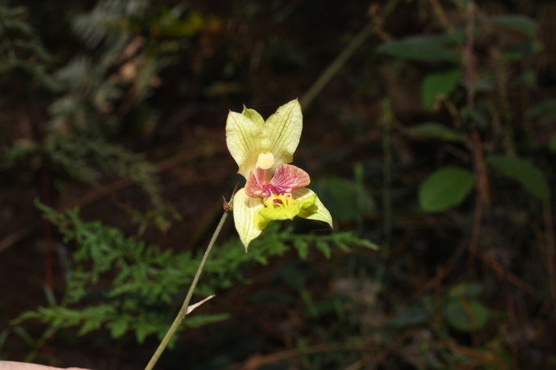 Bletia gracilis photo 7