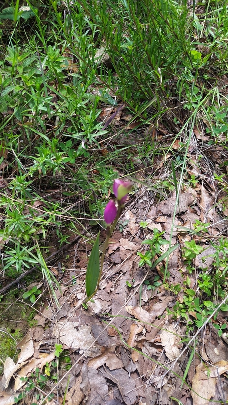 Bletia greenmaniana photo 2