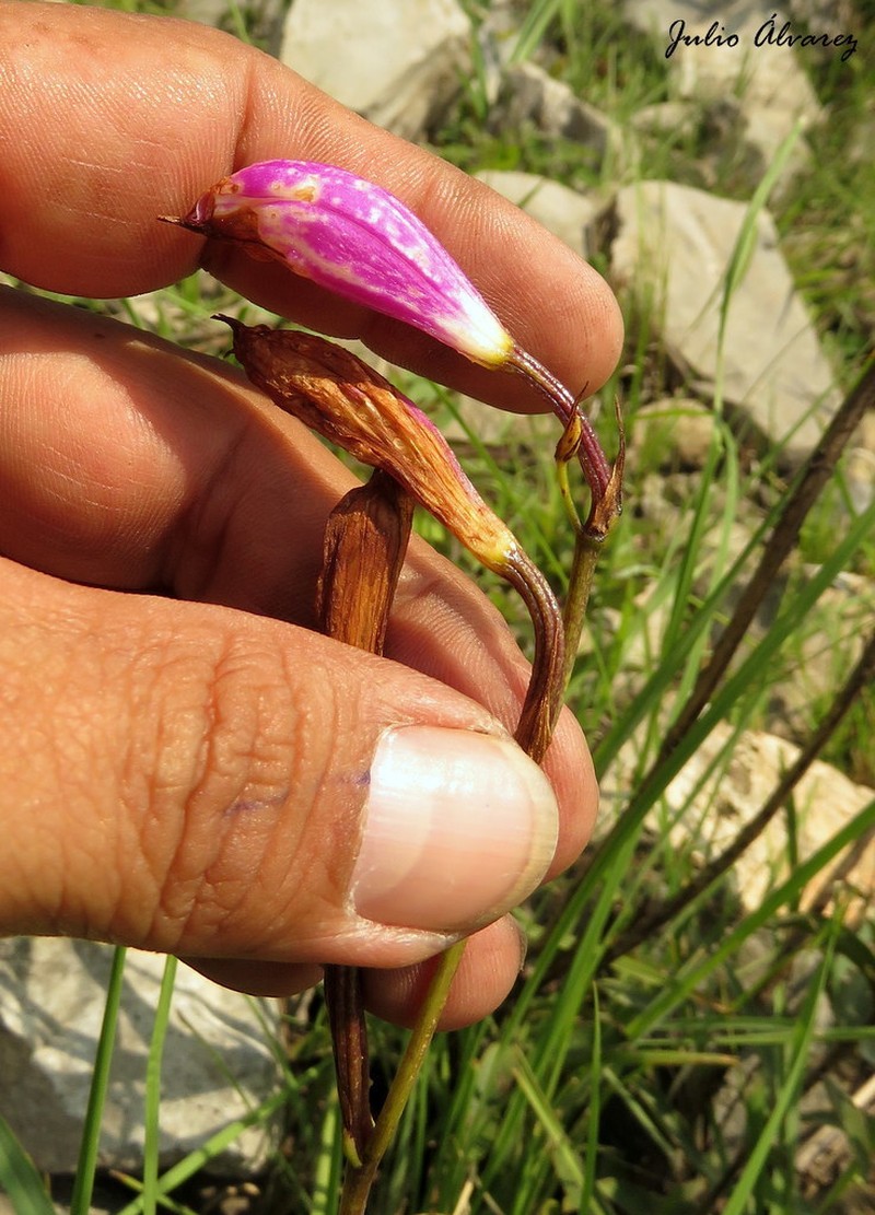 Bletia greenmaniana photo 4