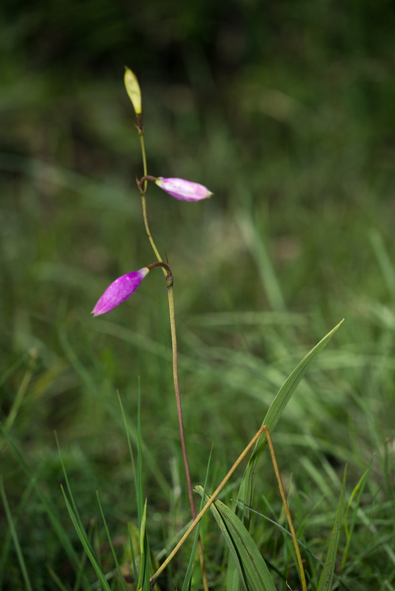 Bletia greenmaniana photo 6