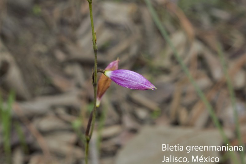 Bletia greenmaniana photo 8