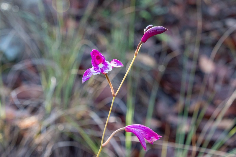 Bletia greenwoodiana