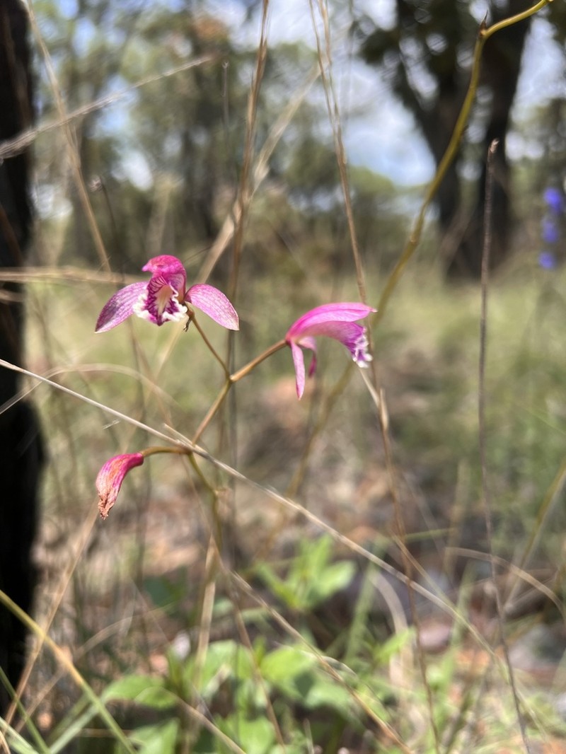 Bletia greenwoodiana photo 2