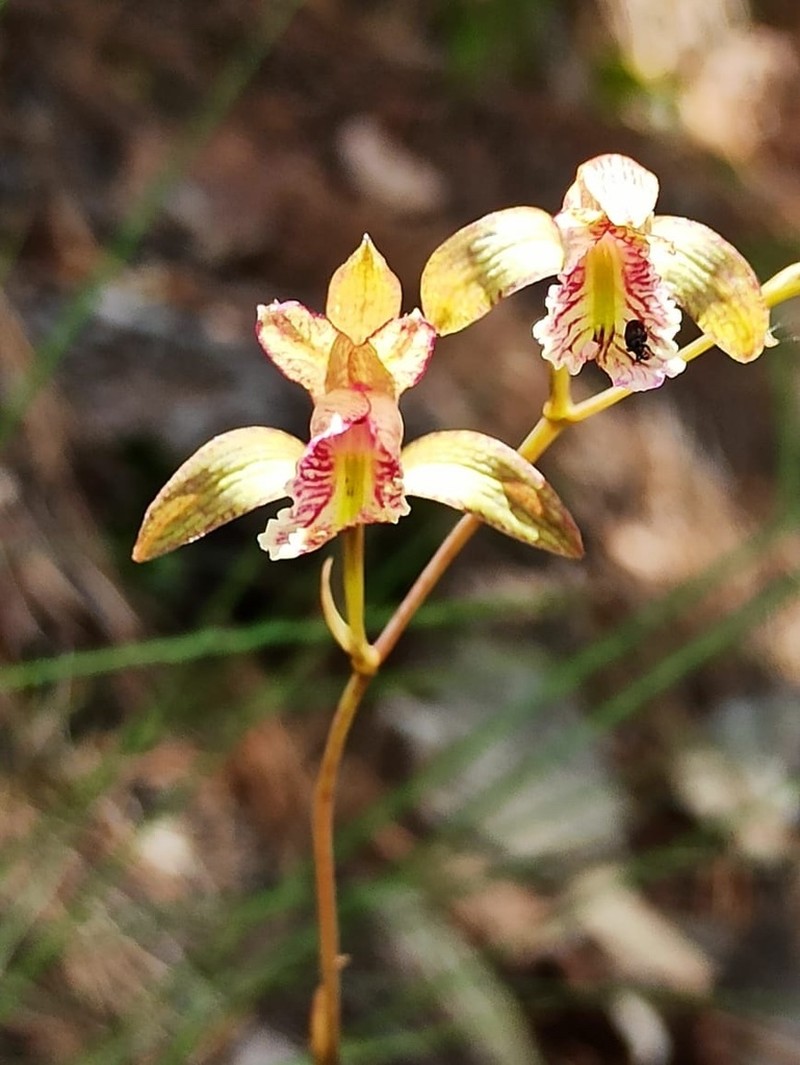 Bletia greenwoodiana photo 8