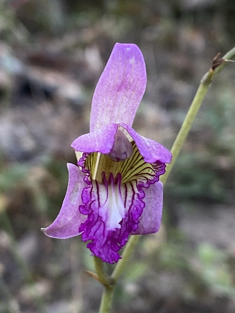 Bletia jucunda