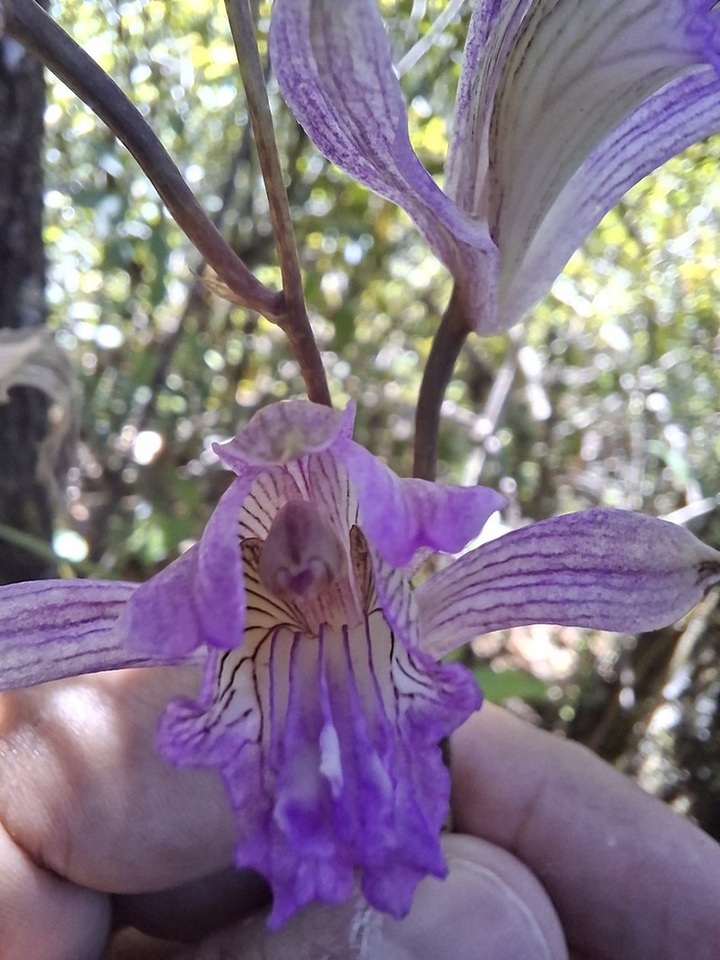 Bletia jucunda photo 4