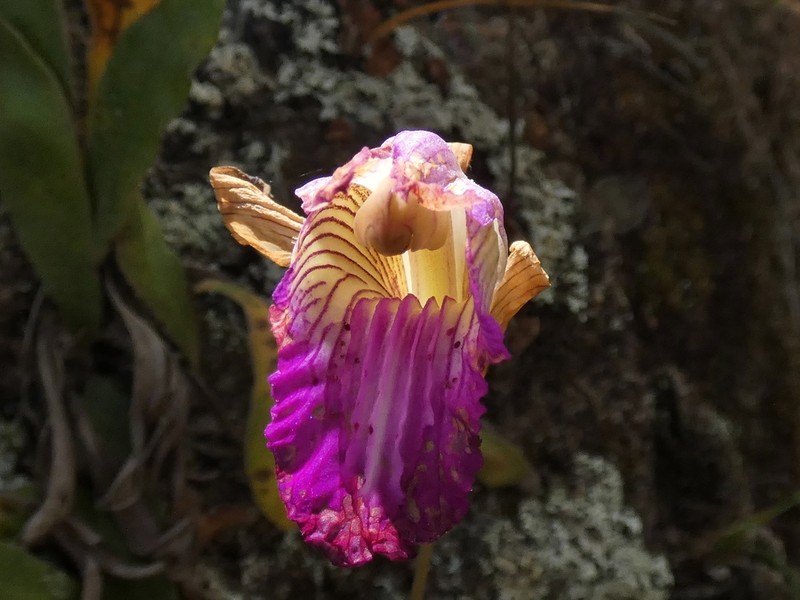 Bletia jucunda photo 5