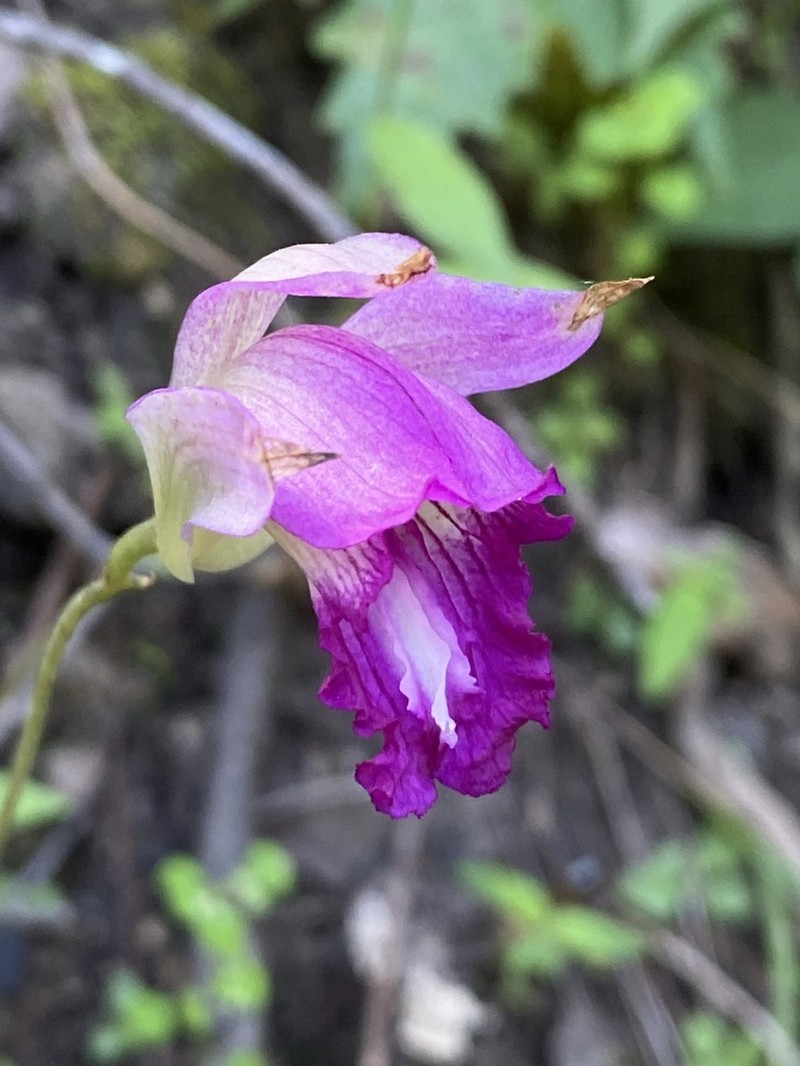 Bletia jucunda photo 6