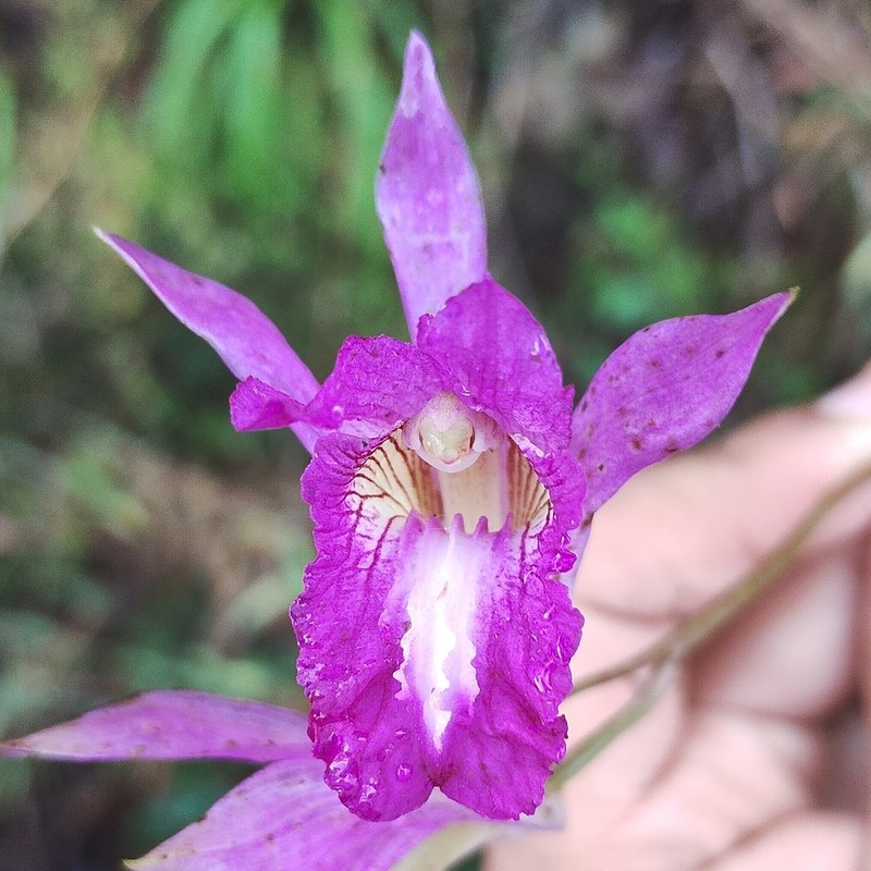 Bletia jucunda photo 7