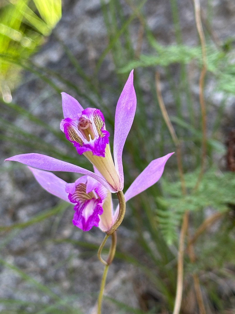 Bletia jucunda photo 8