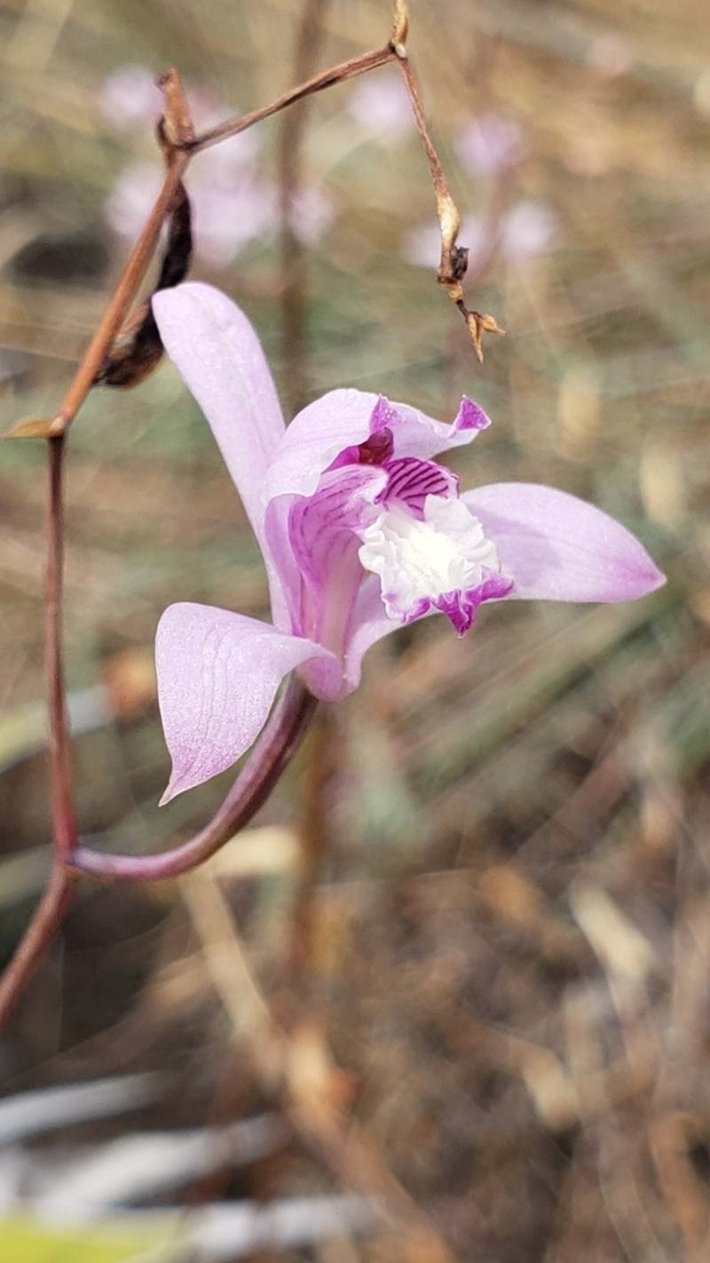 Bletia lilacina