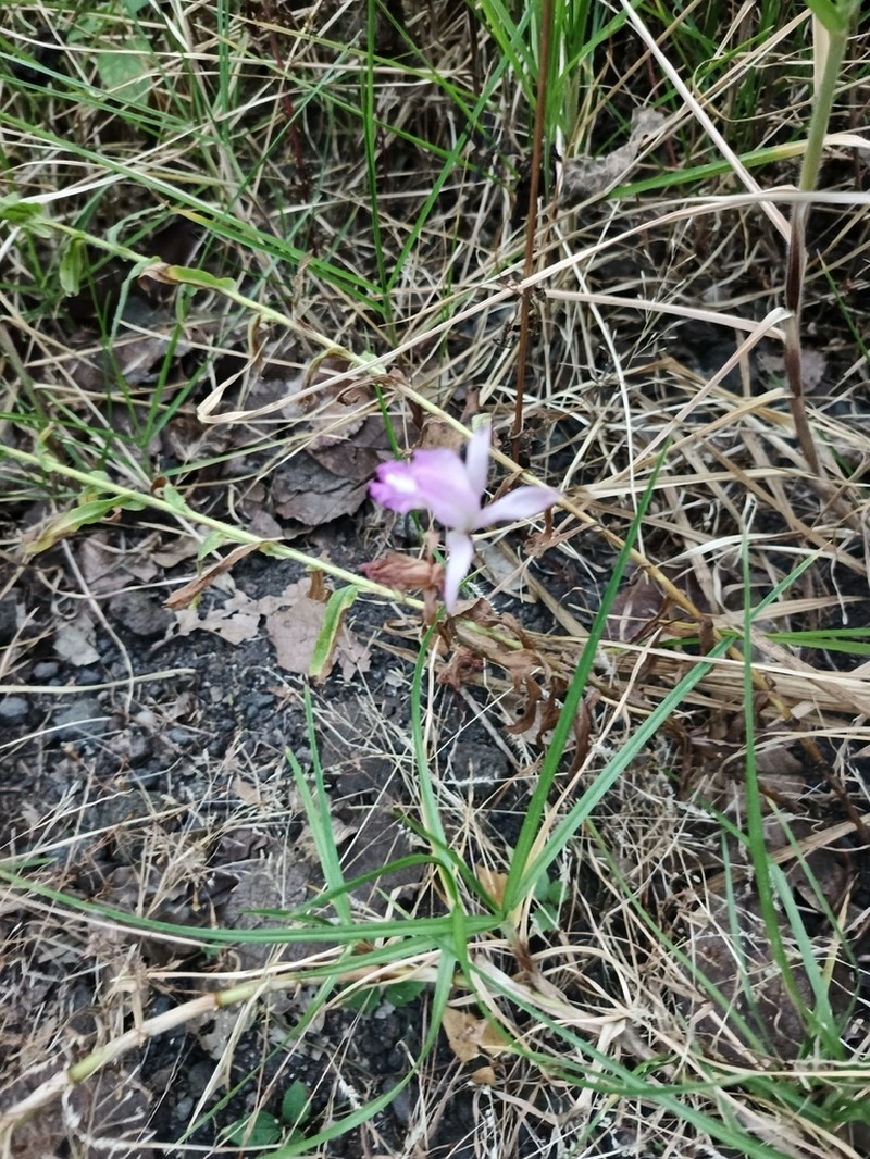 Bletia lilacina photo 2