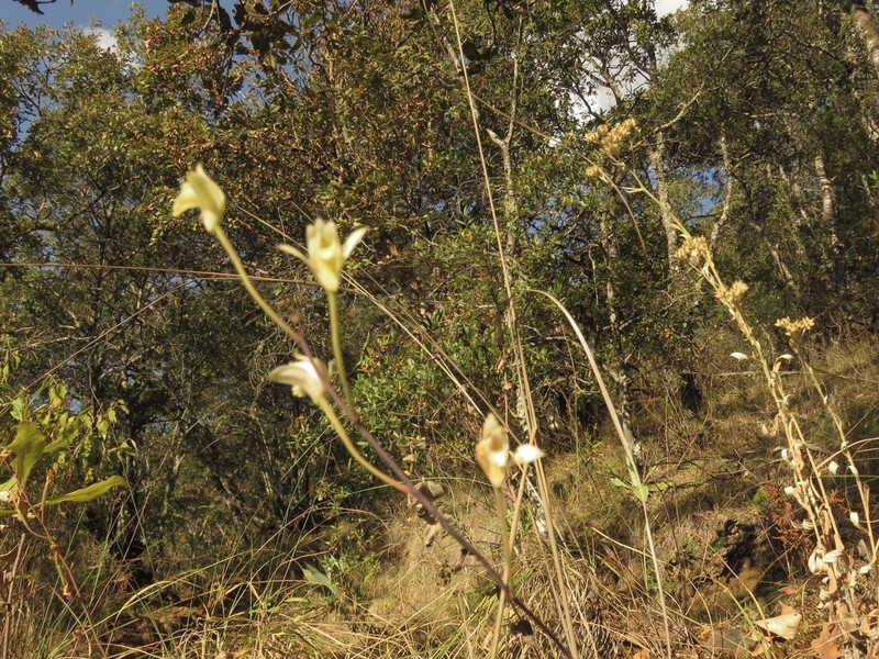 Bletia lilacina photo 3