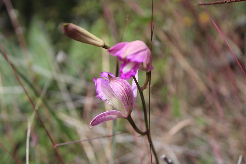 Bletia lilacina photo 4