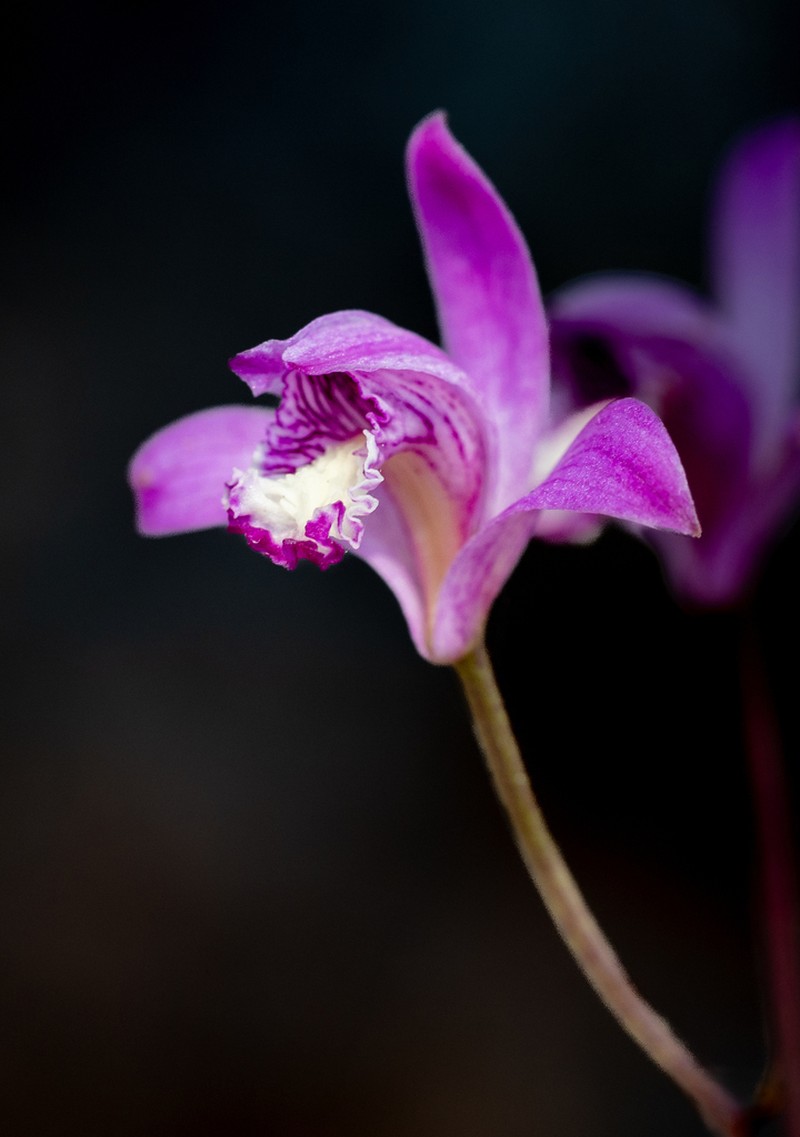 Bletia lilacina photo 6