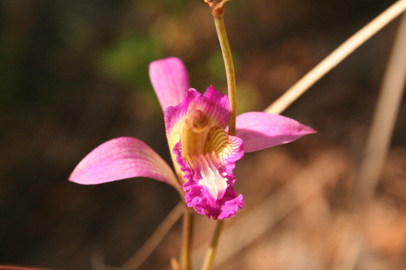 Bletia lilacina photo 7