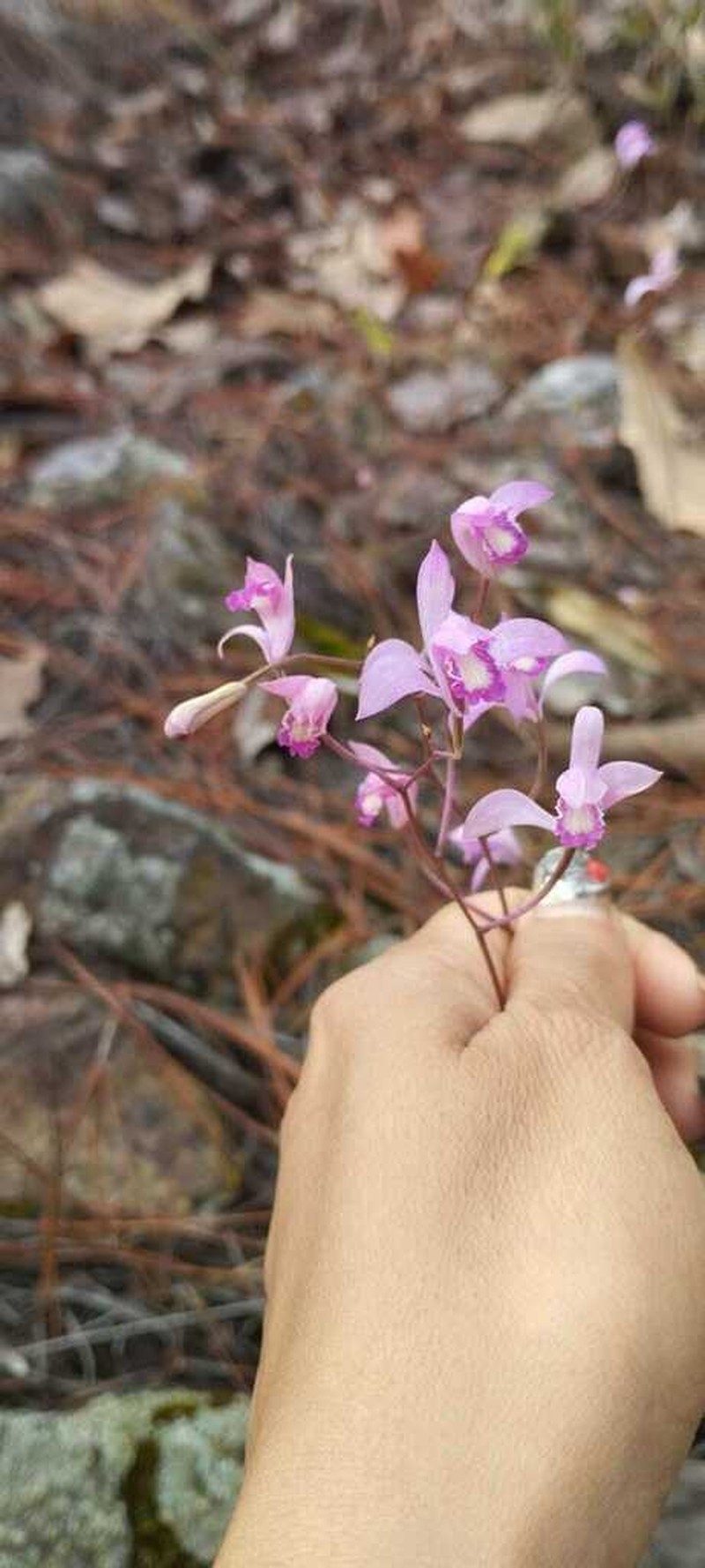 Bletia lilacina photo 8