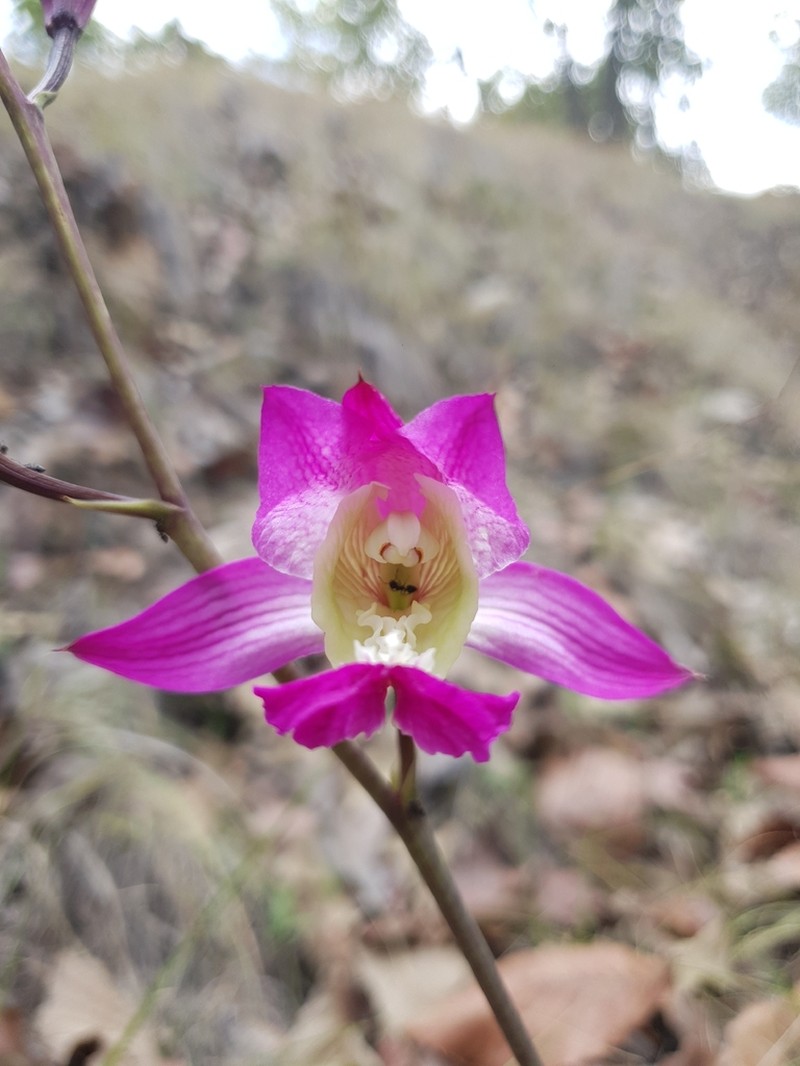Bletia macristhmochila