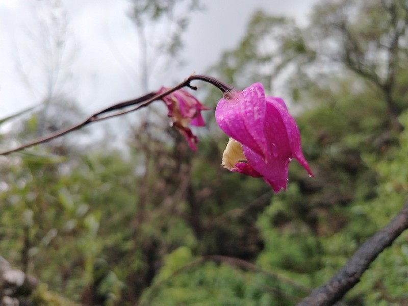 Bletia macristhmochila photo 2