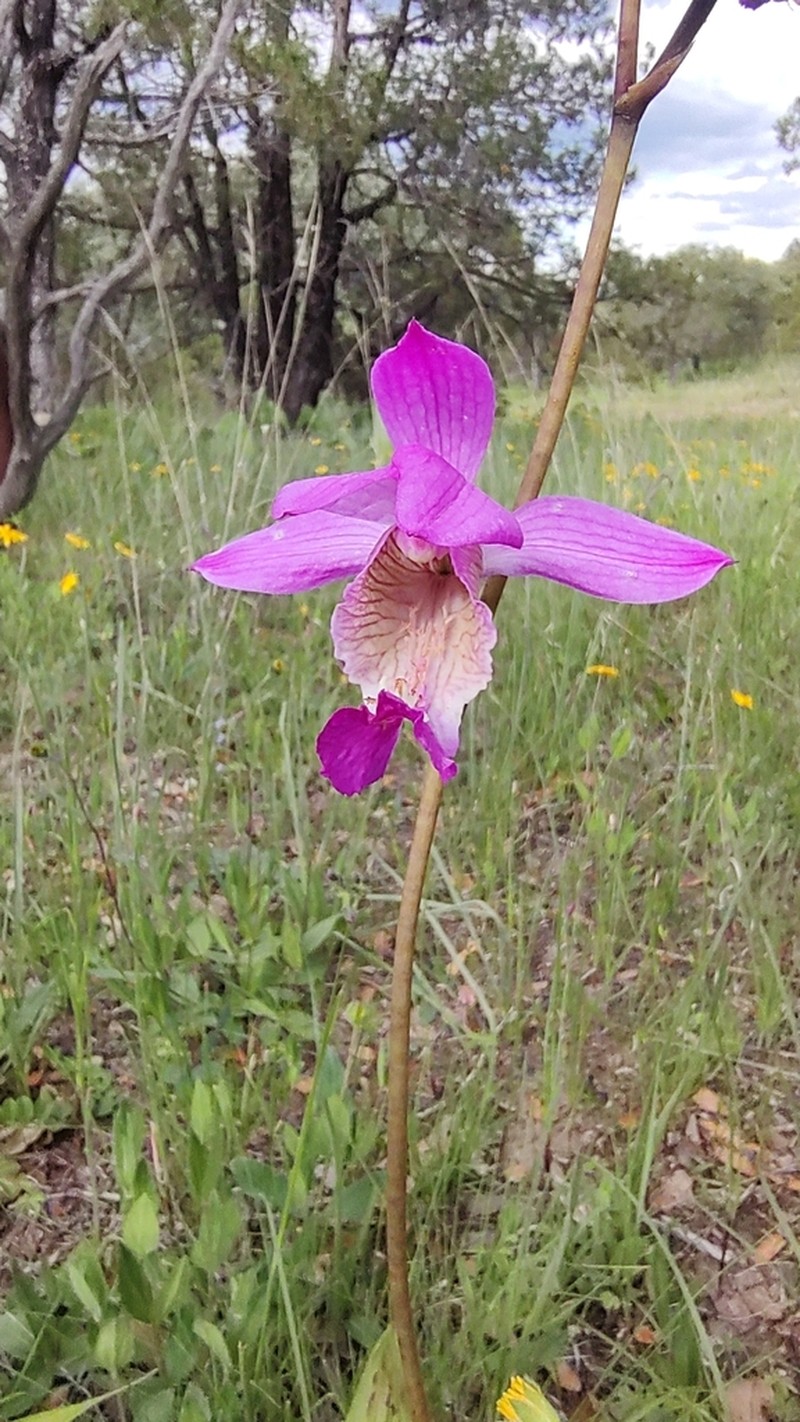 Bletia macristhmochila photo 3