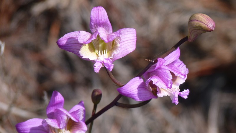 Bletia macristhmochila photo 4