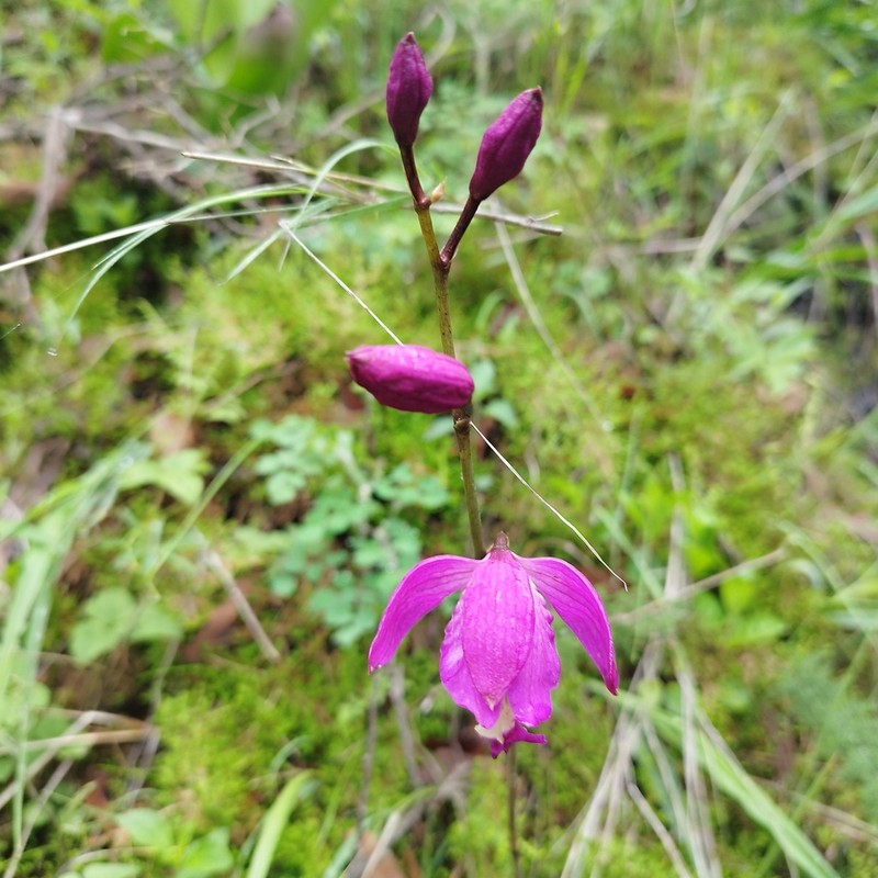 Bletia macristhmochila photo 5