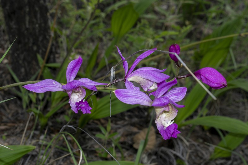 Bletia macristhmochila photo 6