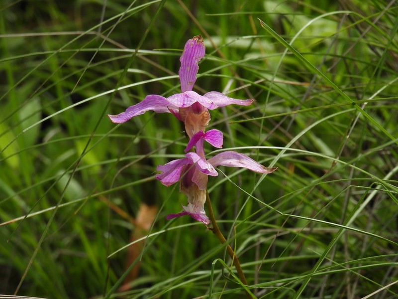Bletia macristhmochila photo 7
