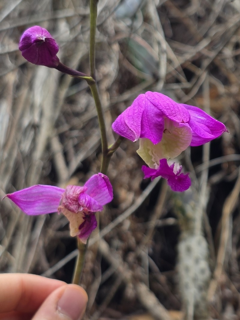 Bletia macristhmochila photo 8