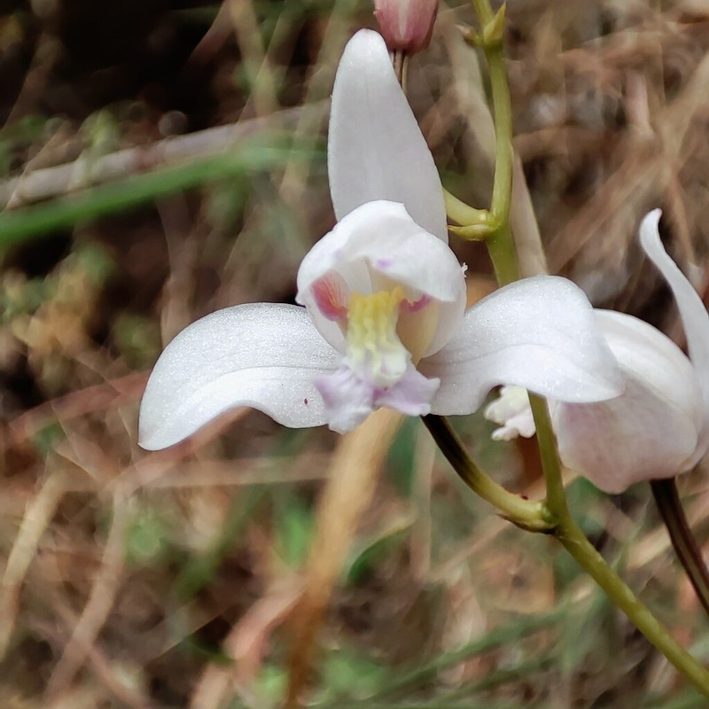 Bletia meridana photo 2