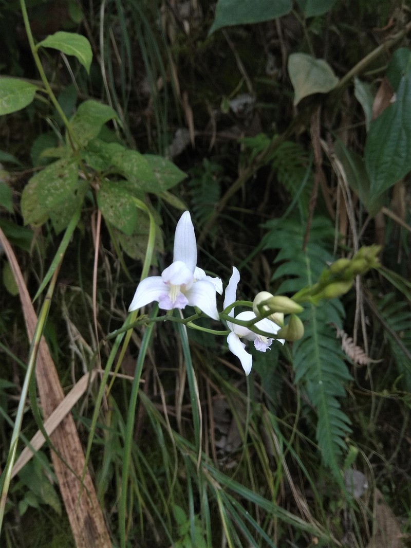 Bletia meridana photo 3
