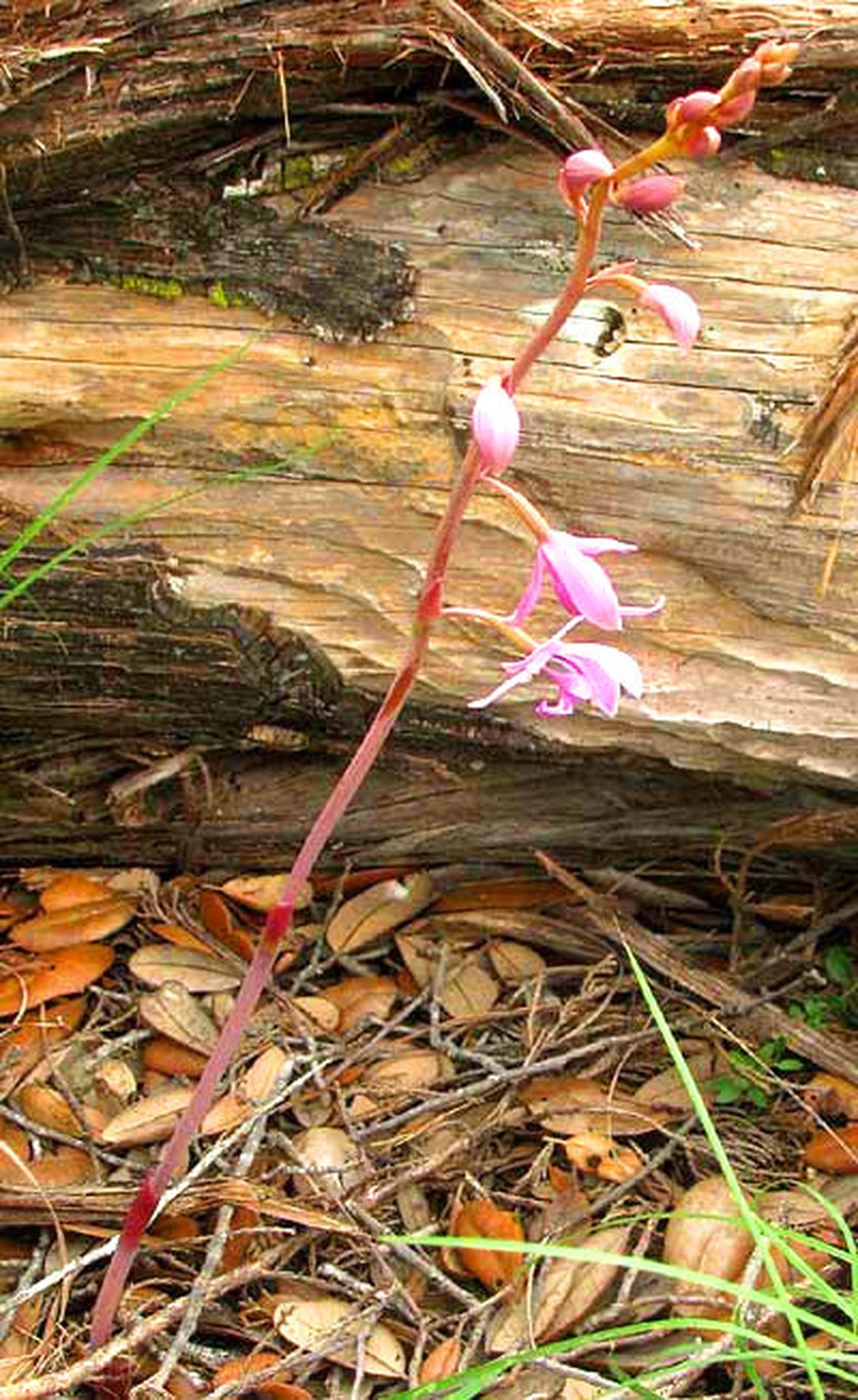Largeflower Crested Coralroot photo 2