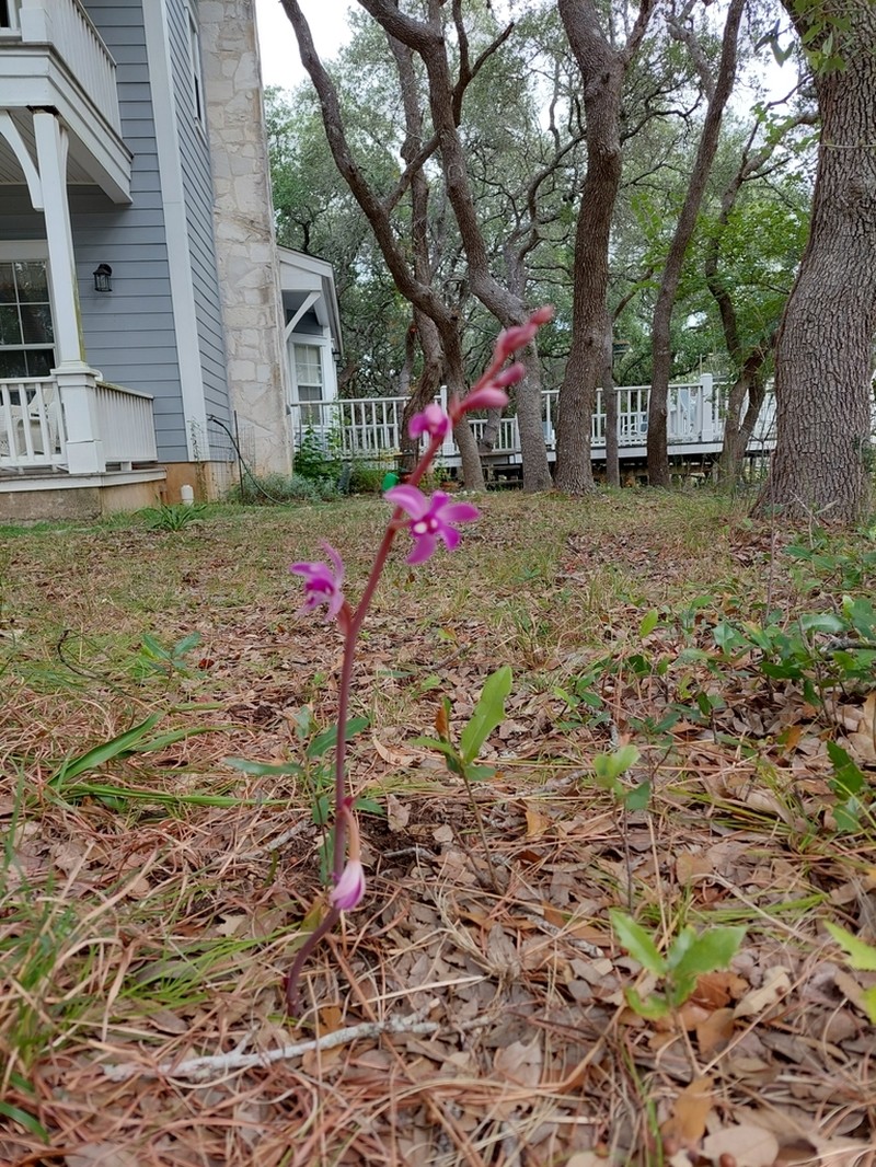 Largeflower Crested Coralroot photo 3