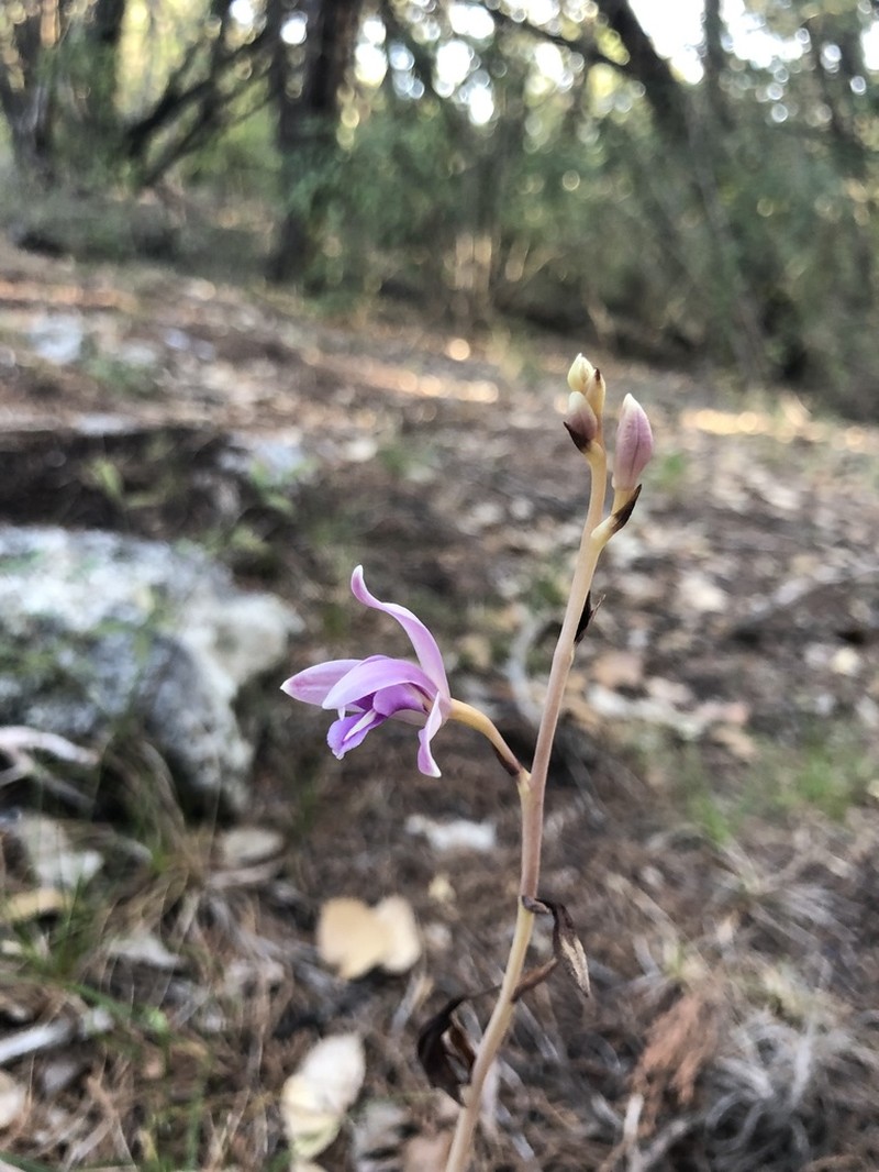 Largeflower Crested Coralroot photo 4