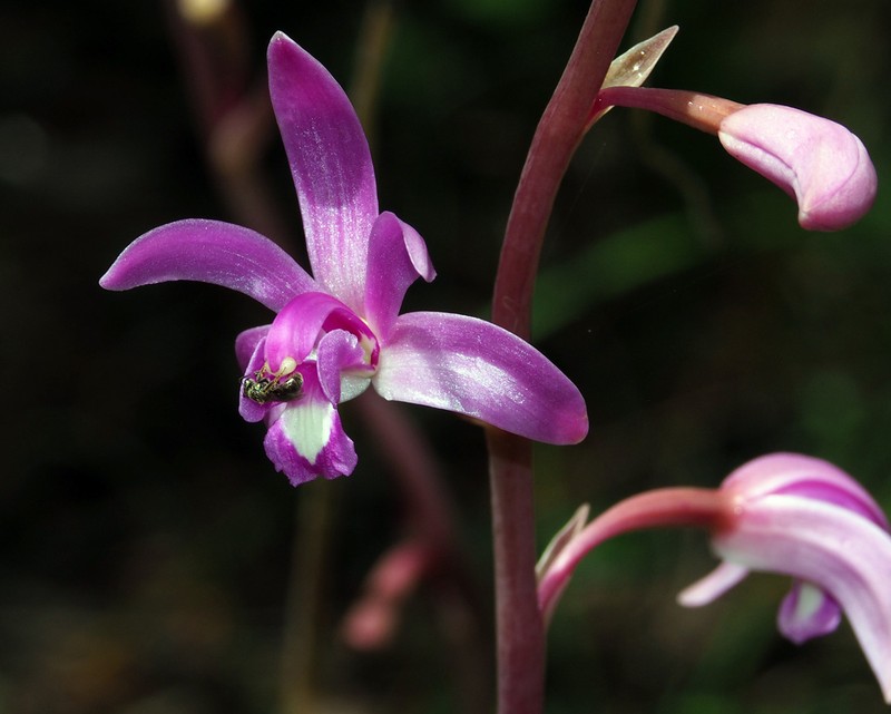 Largeflower Crested Coralroot photo 5