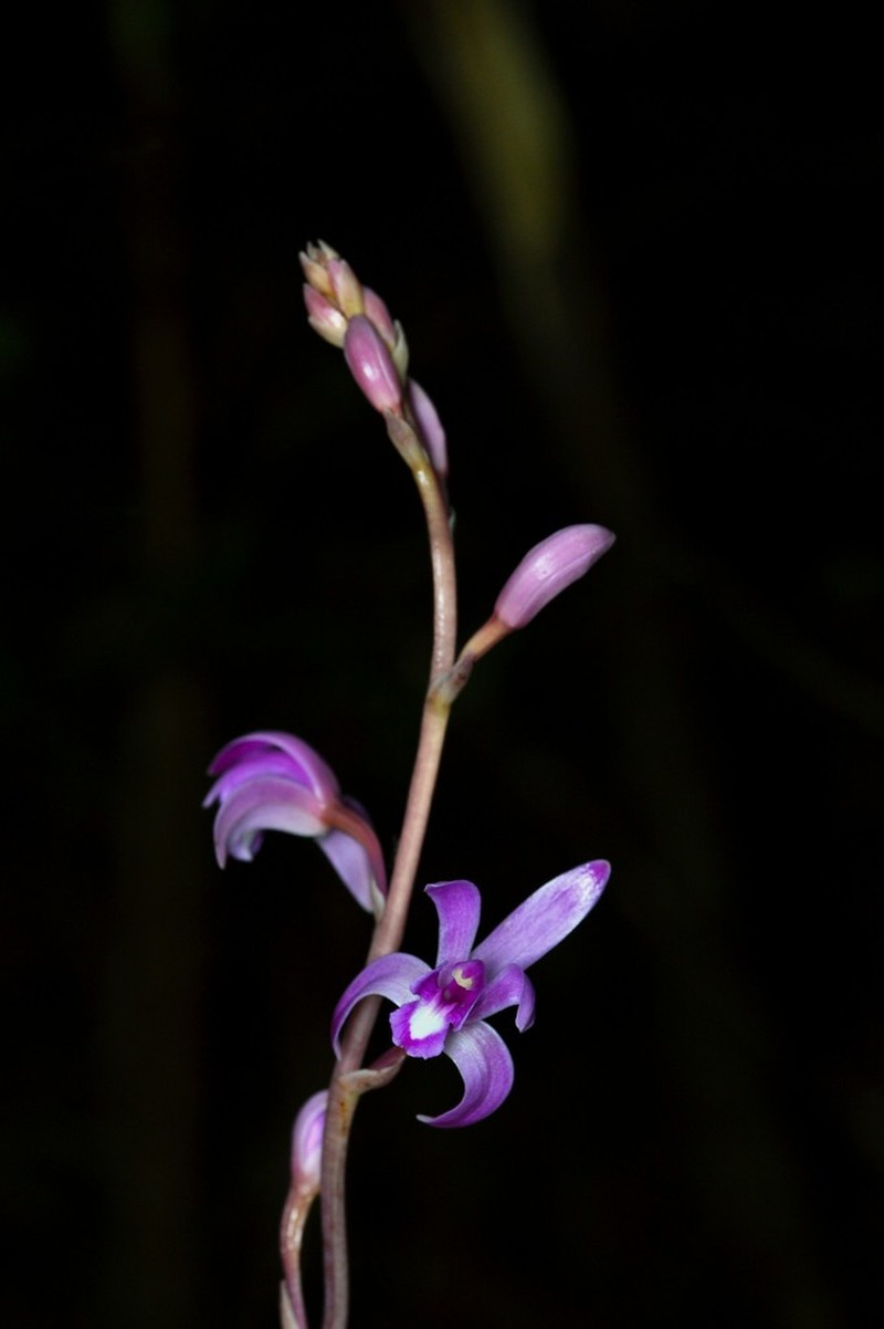 Largeflower Crested Coralroot photo 6
