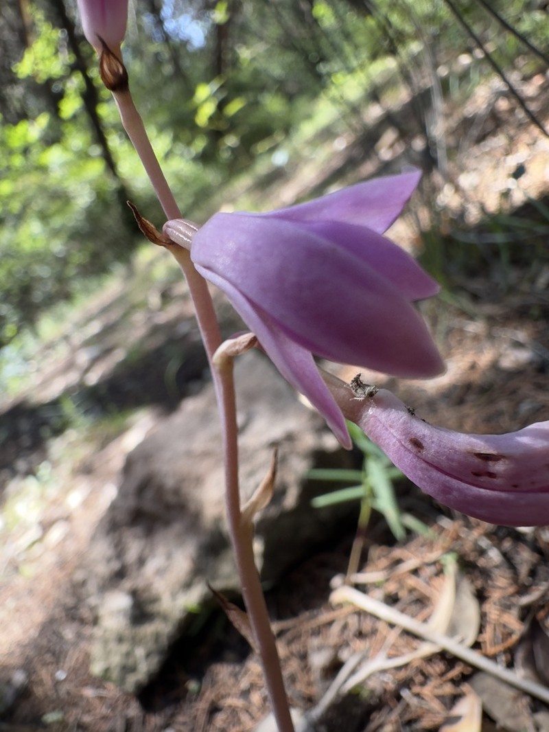 Largeflower Crested Coralroot photo 7