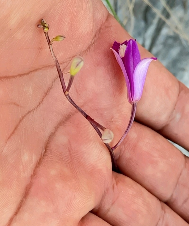 Bletia mixtecana