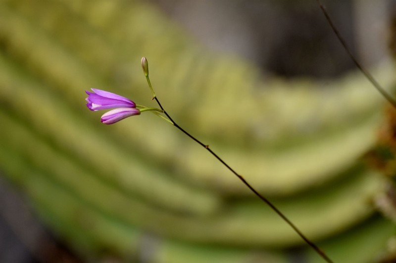 Bletia mixtecana photo 2