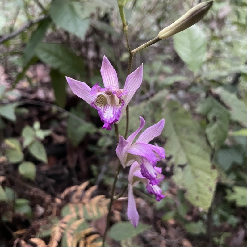 Bletia neglecta photo 2